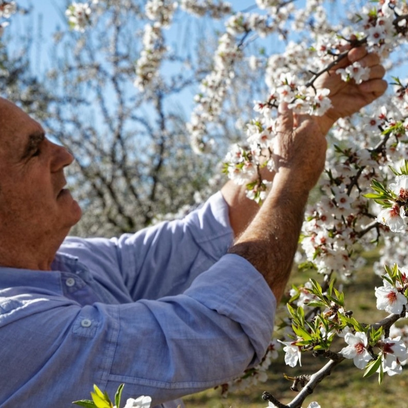 Almendros de la Provenza