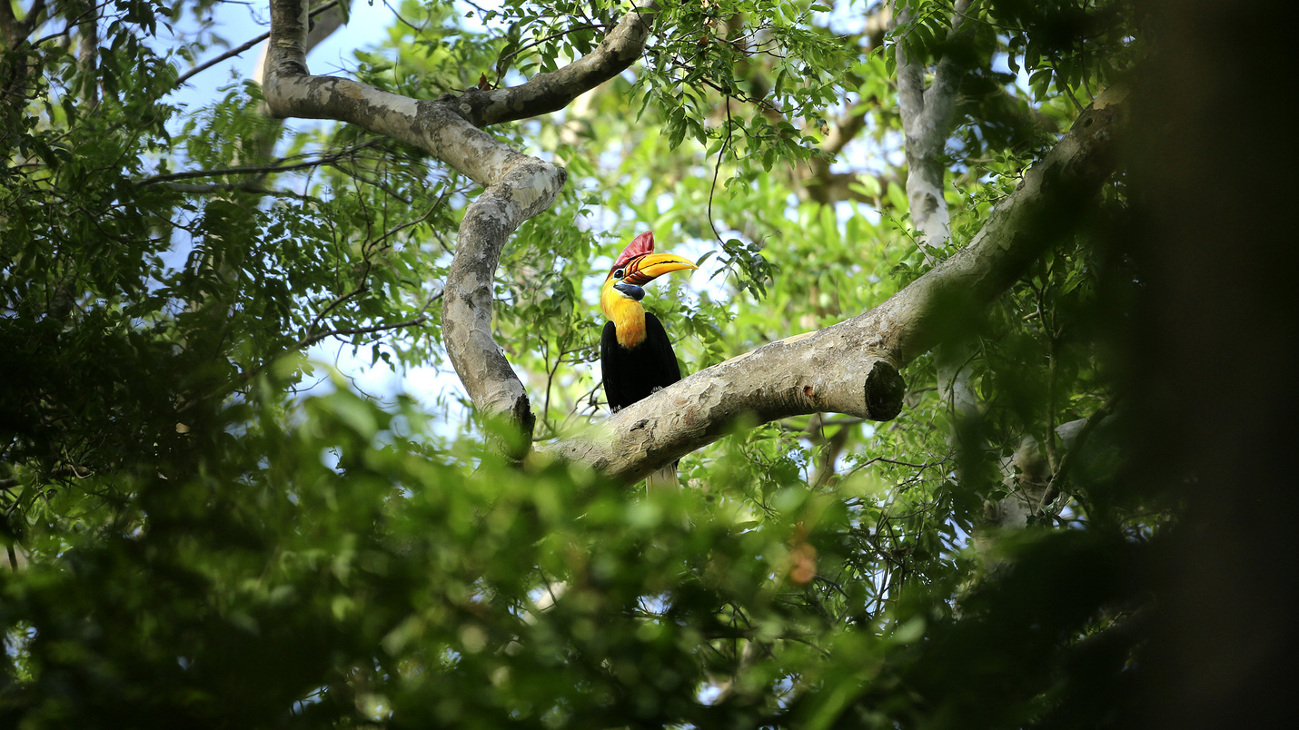 Ysl y rewild restauracion naturaleza