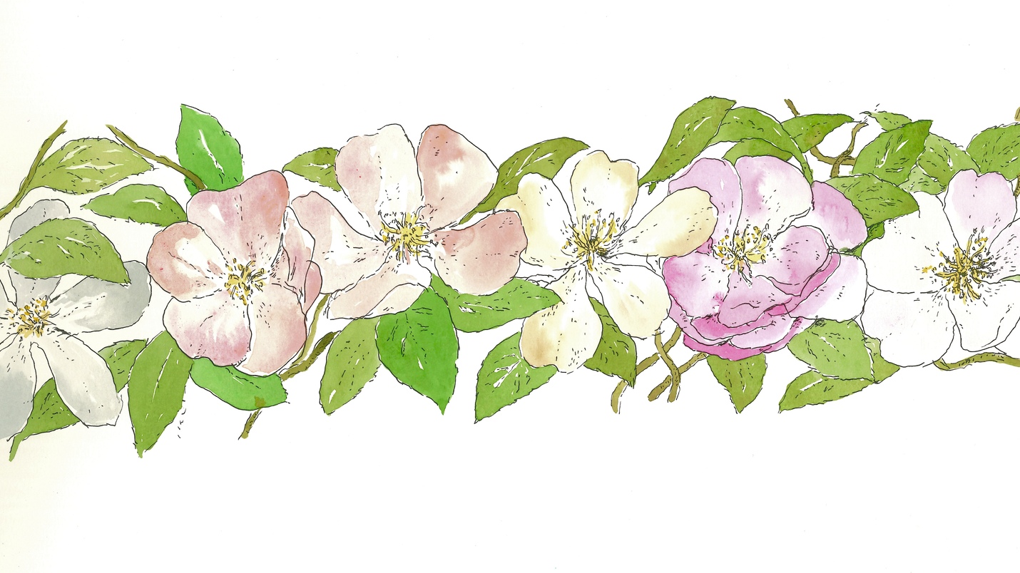 Las rosas de Chanel en el Real jardin Botánico