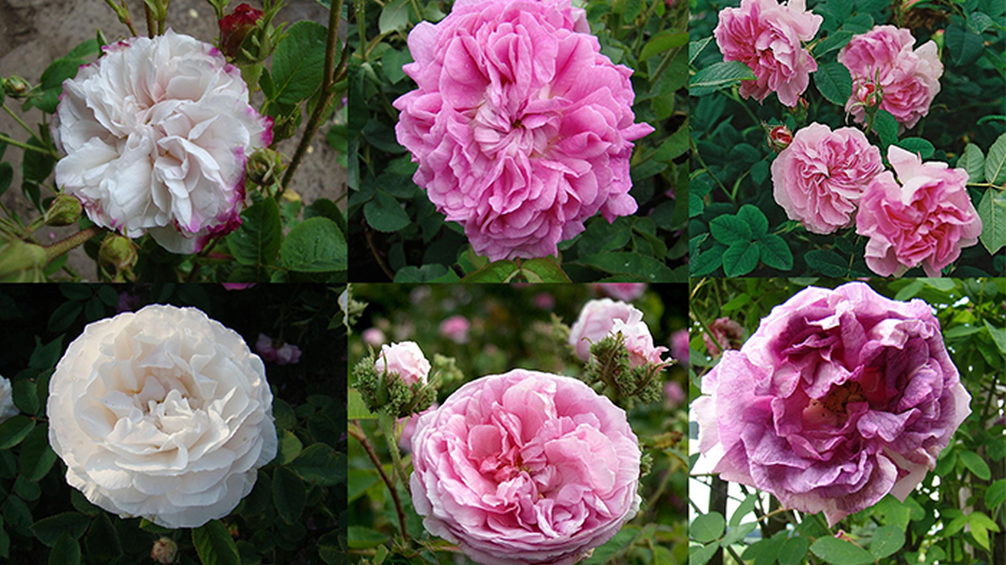 Las nuevas rosas de Chanel en el Real Jardin Botánico