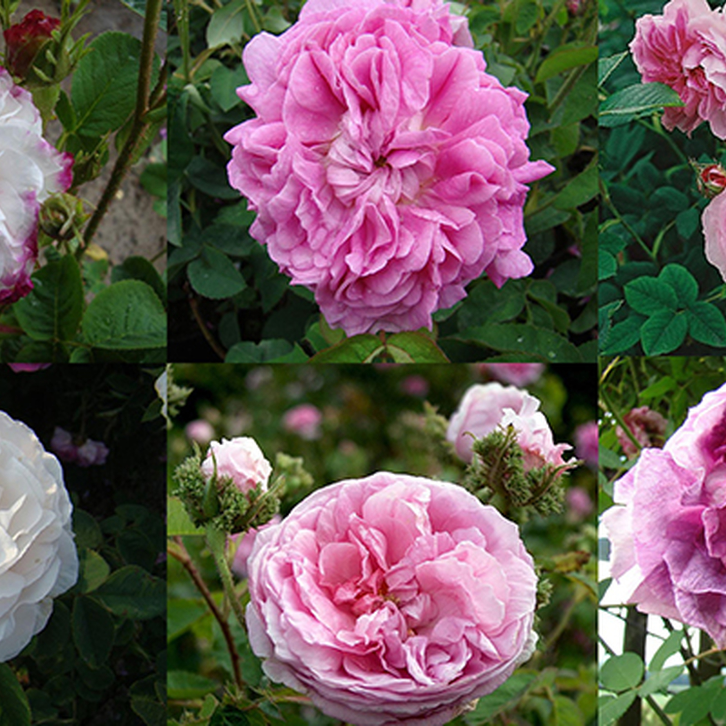 Chanel y las rosas del Jardin botanico