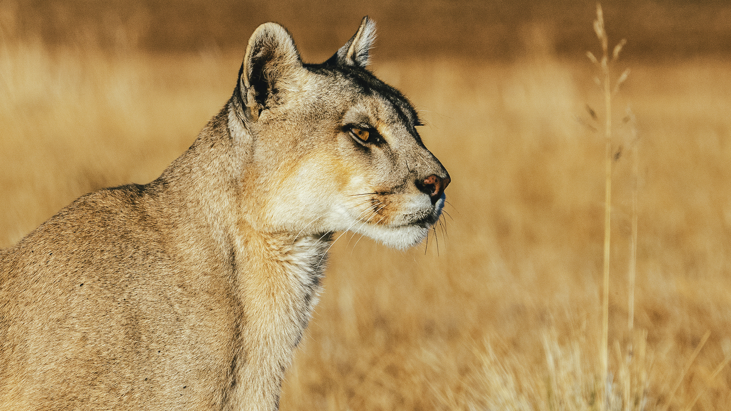 Dior y WFF se unen para proteger al puma en Chile