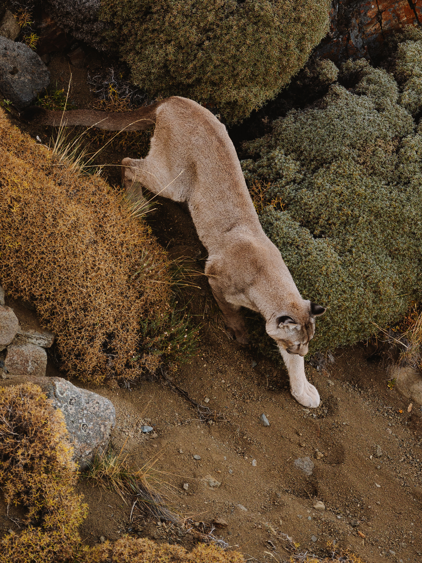 Dior y WWF juntos para proteger al puma en Chile