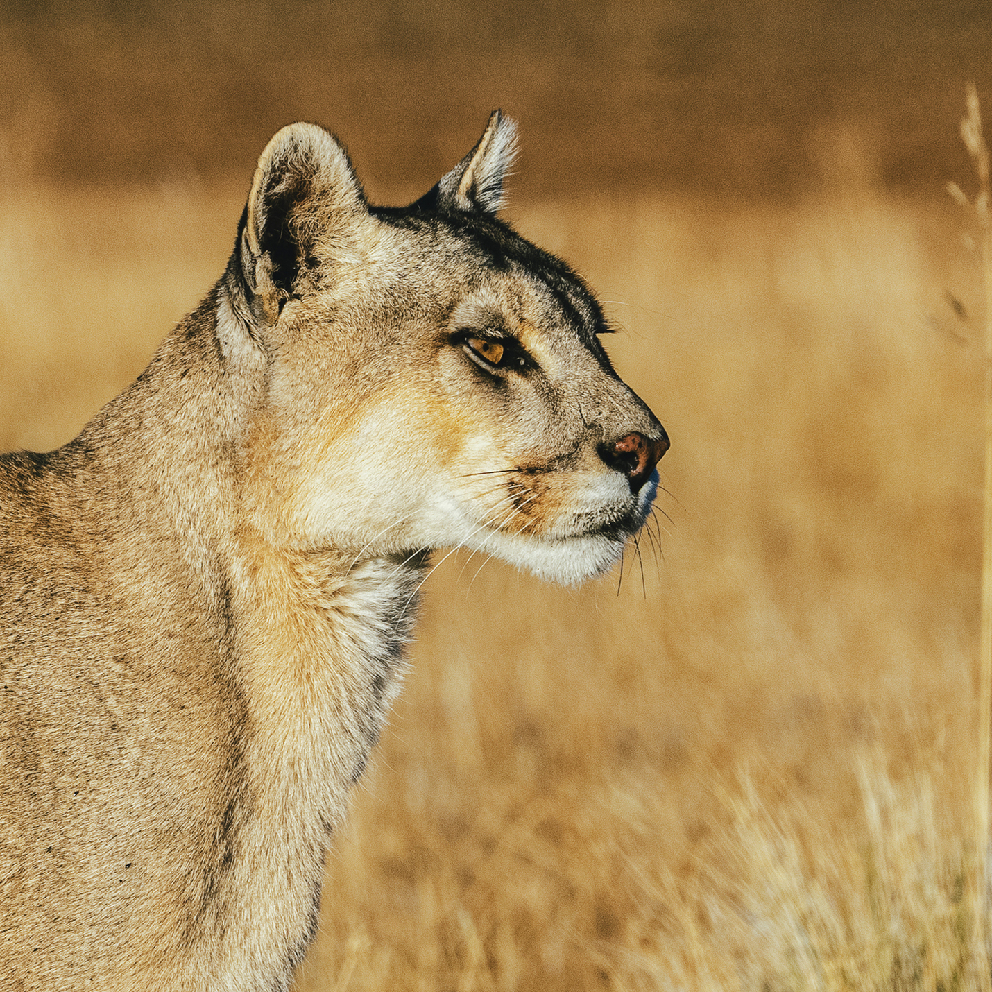 Dior y WWF unidos para proteger el puma de Chile