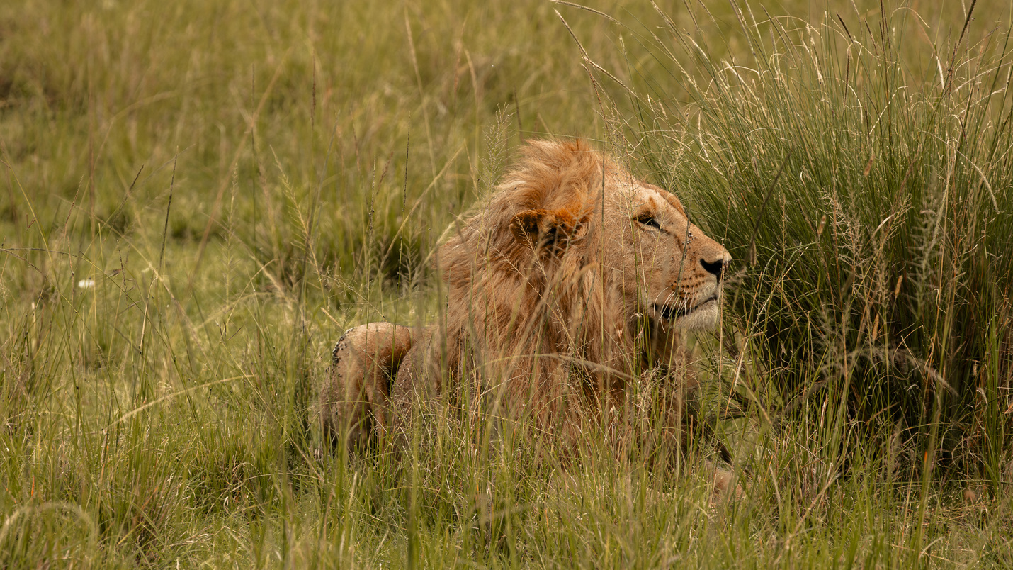 León africano Pole Pole 