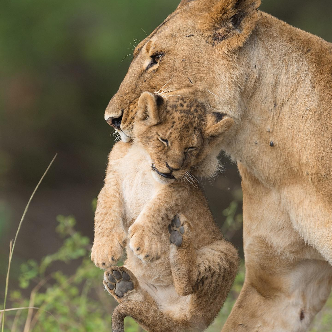 "Si no hacemos nada, en menos de 20 años el león salvaje estará en situación de no retorno" advierte Esther Cilla, fundadora de Pole Pole