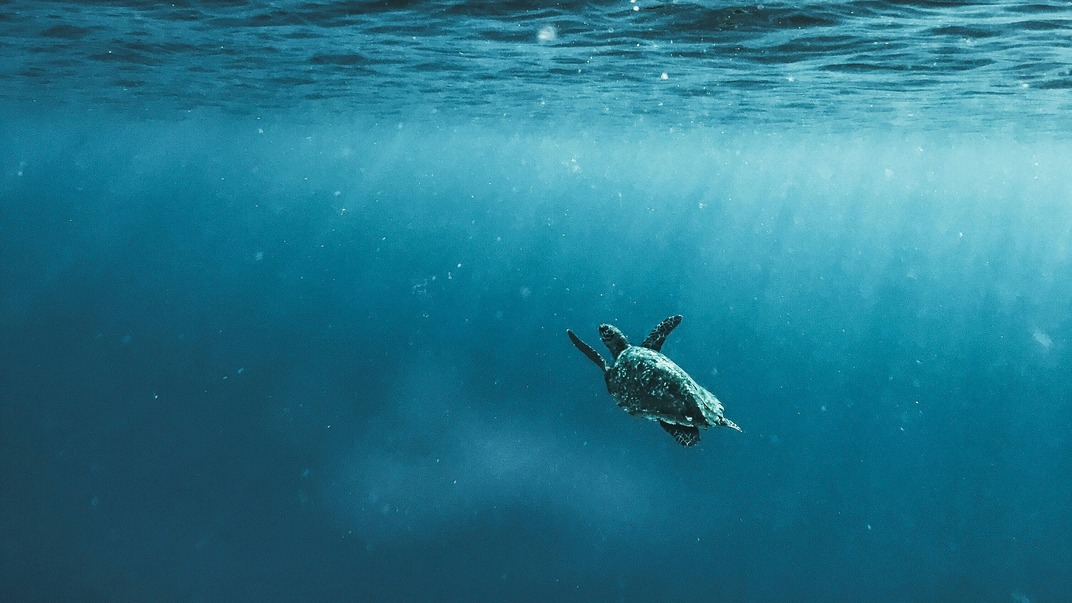 dia mundial de los oceanos