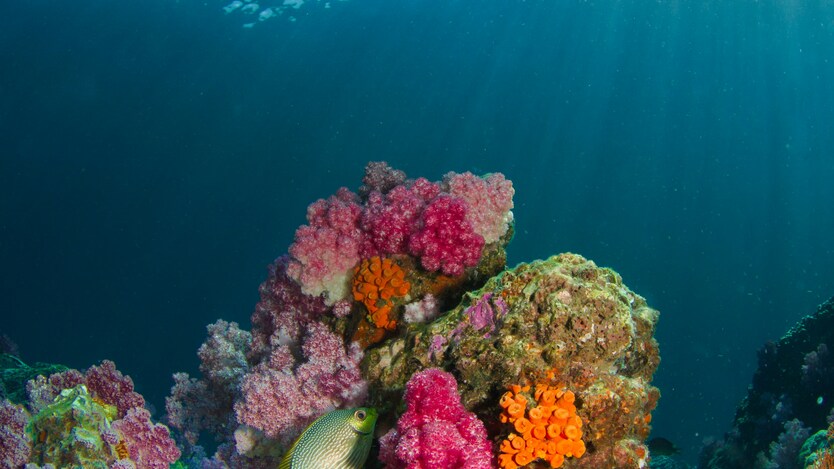 dia mundial de los oceanos