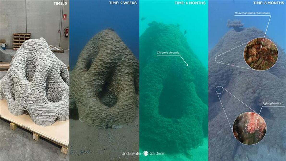 Underwater Gardens Internacional