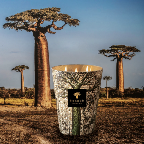 Tomorrowland Baobab Collection