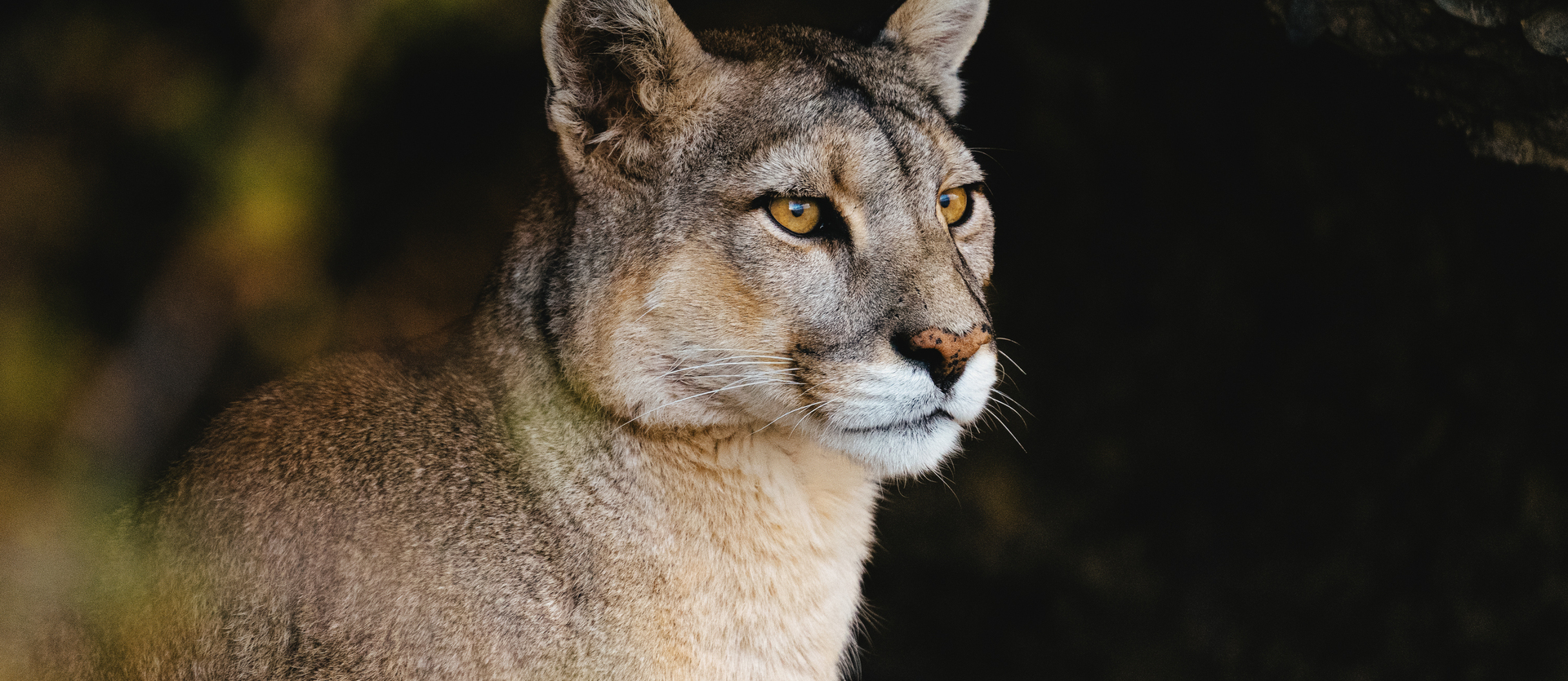 Christian Dior y WWF se unen para proteger el puma en Chile