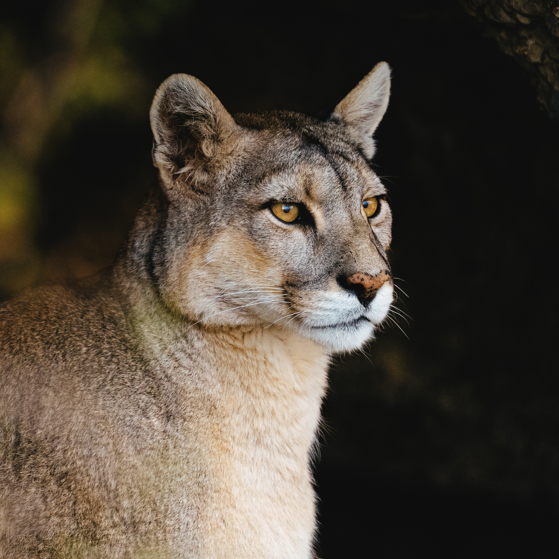 Christian Dior y WWF se unen para proteger el puma en Chile