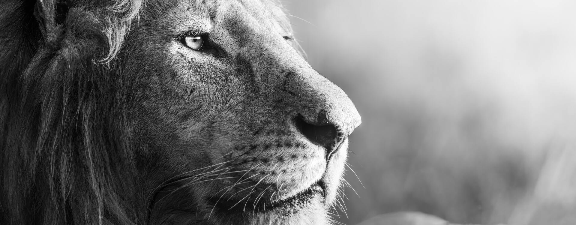 Pole Pole y el León Africano